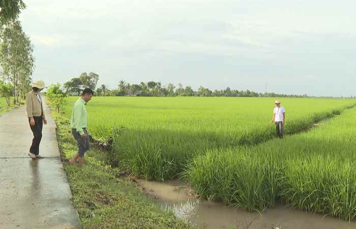 Cánh đồng hội nhập PEXENA - Hàng chính hiệu - Triệu niềm tin (21-07-2023)